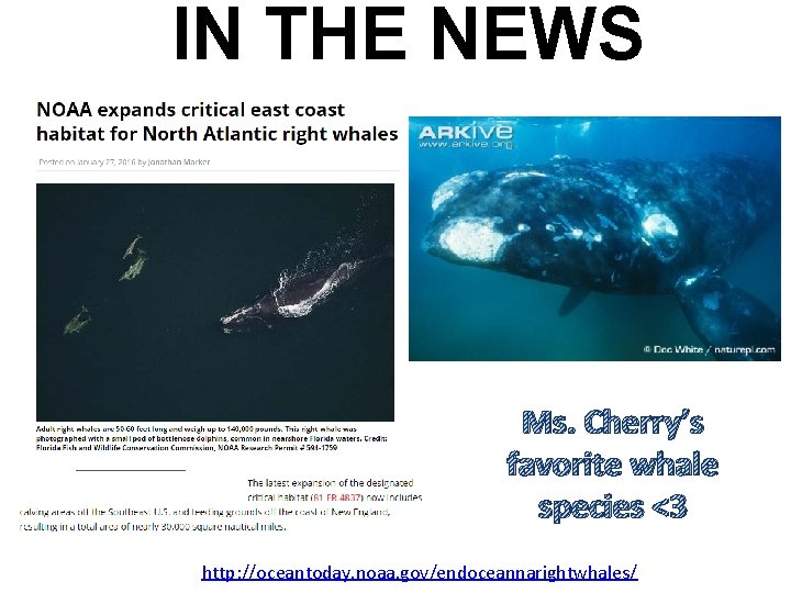 IN THE NEWS Ms. Cherry’s favorite whale species <3 http: //oceantoday. noaa. gov/endoceannarightwhales/ IN THE NEWS Ms. Cherry’s favorite whale species <3 http: //oceantoday. noaa. gov/endoceannarightwhales/