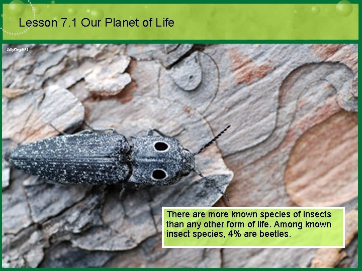 Lesson 7. 1 Our Planet of Life There are more known species of insects