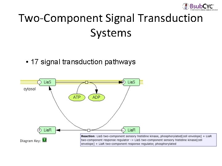 Two-Component Signal Transduction Systems • 17 signal transduction pathways 