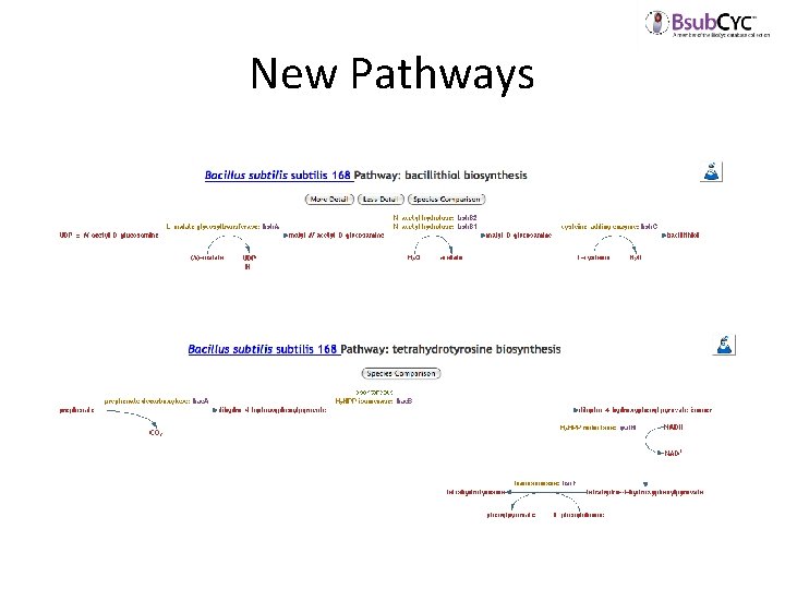 New Pathways 