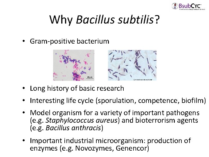 Why Bacillus subtilis? • Gram-positive bacterium • Long history of basic research • Interesting