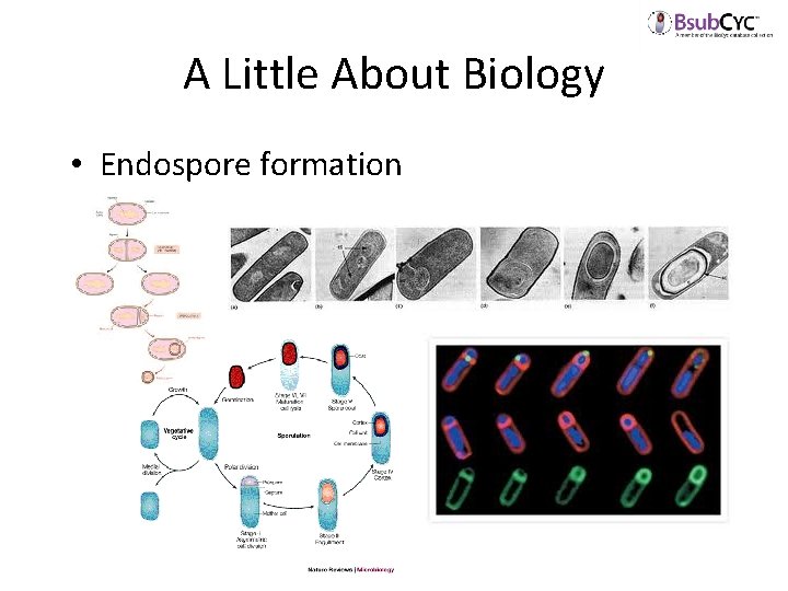 A Little About Biology • Endospore formation 