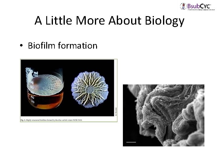 A Little More About Biology • Biofilm formation 