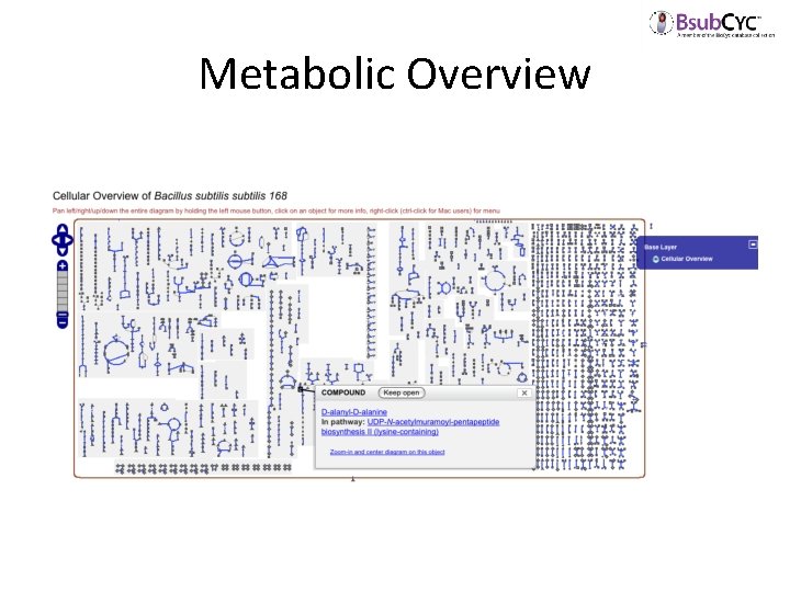 Metabolic Overview 