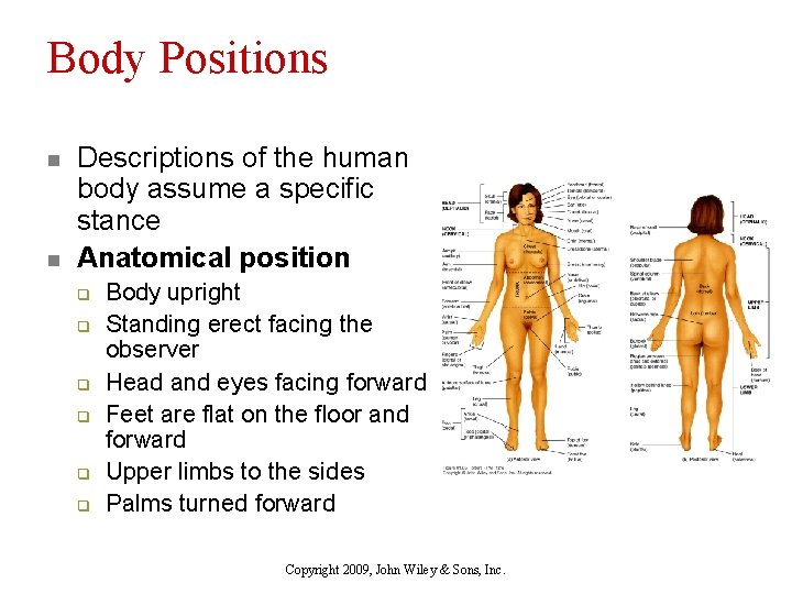 Body Positions n n Descriptions of the human body assume a specific stance Anatomical