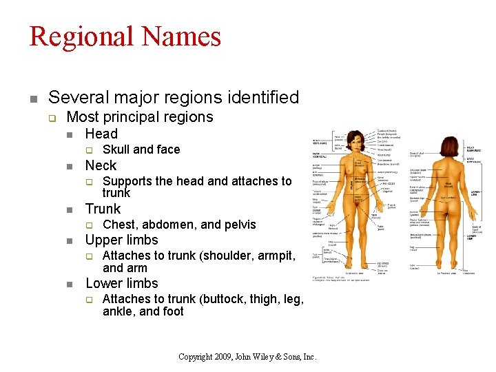 Regional Names n Several major regions identified q Most principal regions n Head q