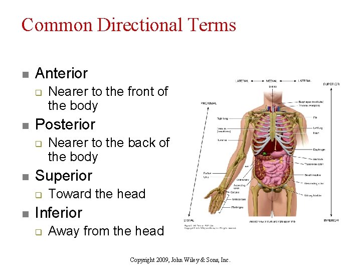 Common Directional Terms n Anterior q n Posterior q n Nearer to the back