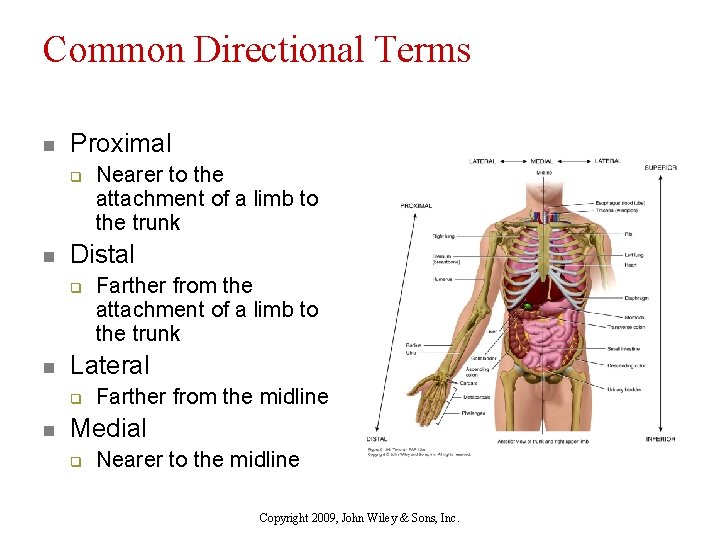 Common Directional Terms n Proximal q n Distal q n Farther from the attachment