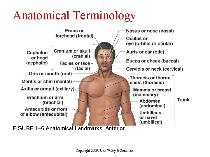 Anatomical Terminology FIGURE 1– 6 Anatomical Landmarks. Anterior Copyright 2009, John Wiley & Sons,