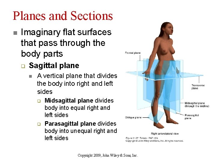 Planes and Sections n Imaginary flat surfaces that pass through the body parts q