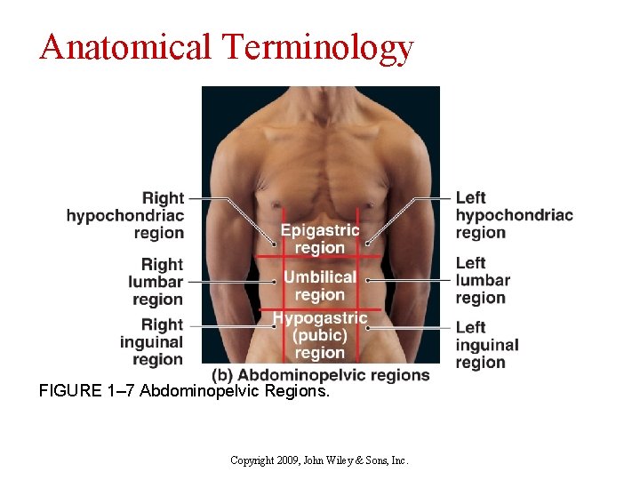 Anatomical Terminology FIGURE 1– 7 Abdominopelvic Regions. Copyright 2009, John Wiley & Sons, Inc.