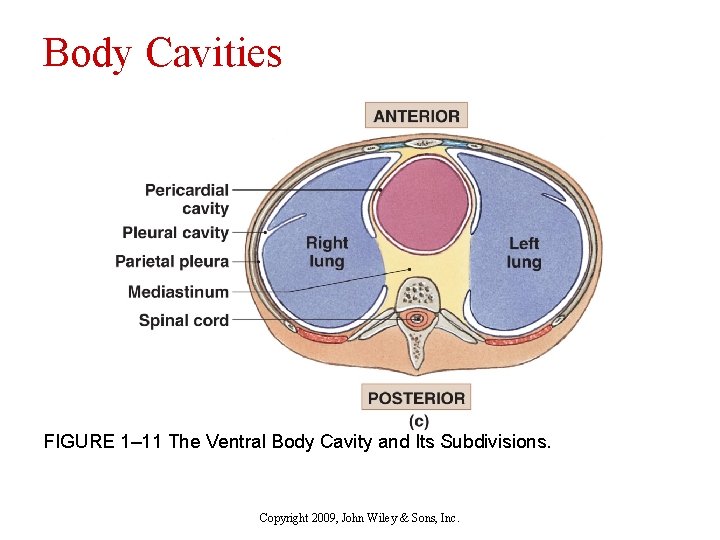 Body Cavities FIGURE 1– 11 The Ventral Body Cavity and Its Subdivisions. Copyright 2009,