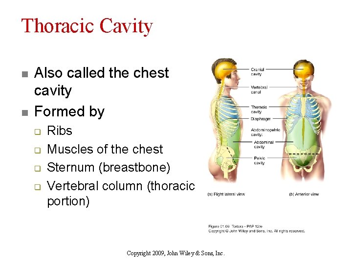 Thoracic Cavity n n Also called the chest cavity Formed by q q Ribs