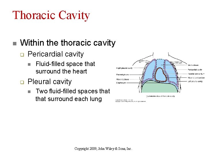 Thoracic Cavity n Within the thoracic cavity q Pericardial cavity n q Fluid-filled space