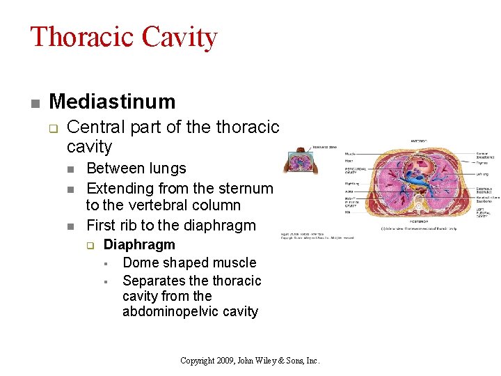 Thoracic Cavity n Mediastinum q Central part of the thoracic cavity n n n