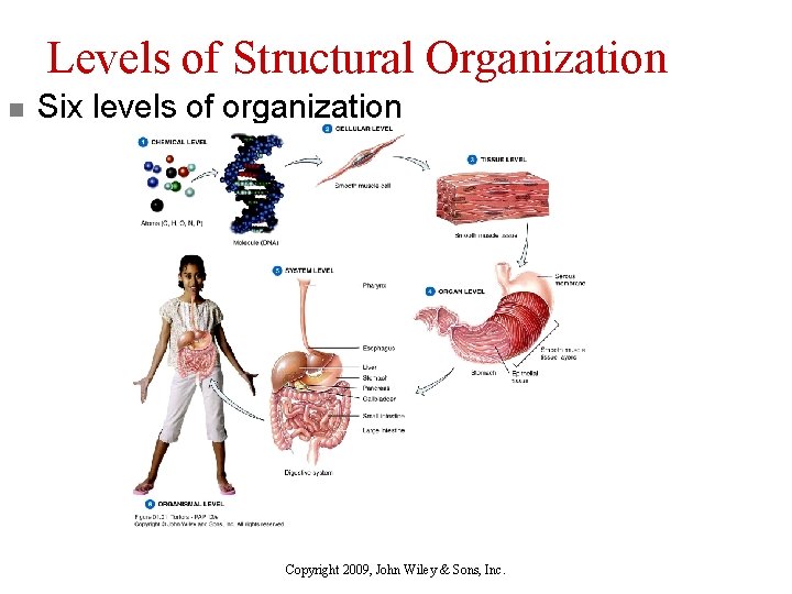 Levels of Structural Organization n Six levels of organization Copyright 2009, John Wiley &