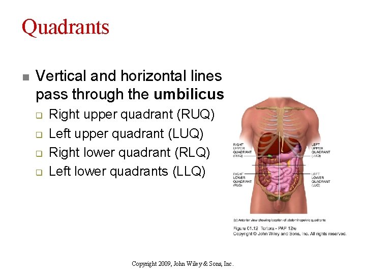 Quadrants n Vertical and horizontal lines pass through the umbilicus q q Right upper
