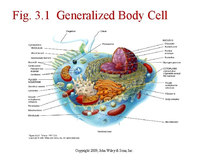 Fig. 3. 1 Generalized Body Cell Copyright 2009, John Wiley & Sons, Inc. 