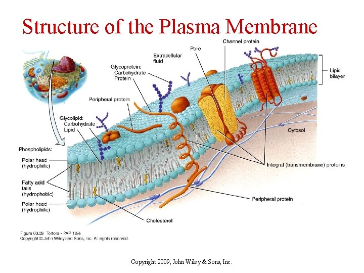 Structure of the Plasma Membrane Copyright 2009, John Wiley & Sons, Inc. 