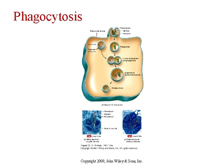 Phagocytosis Copyright 2009, John Wiley & Sons, Inc. 