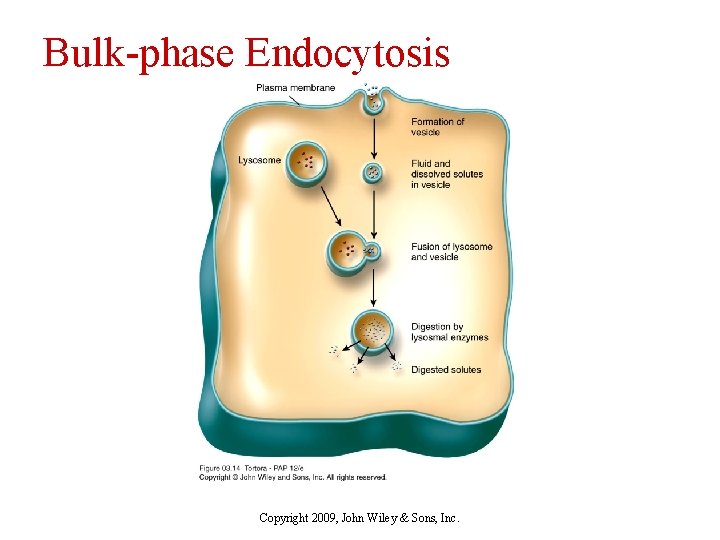 Bulk-phase Endocytosis Copyright 2009, John Wiley & Sons, Inc. 