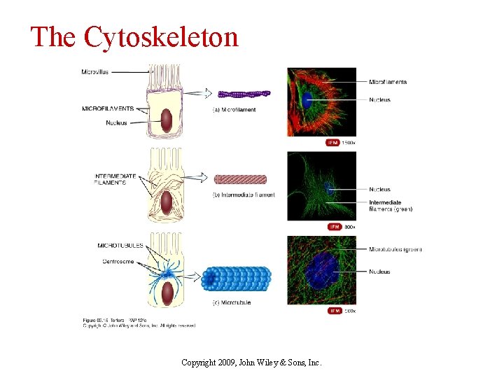 The Cytoskeleton Copyright 2009, John Wiley & Sons, Inc. 