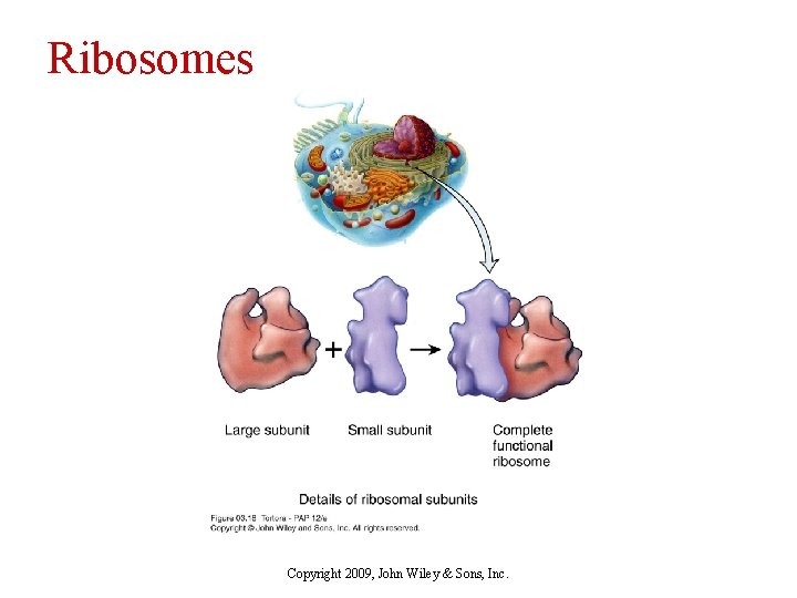 Ribosomes Copyright 2009, John Wiley & Sons, Inc. 