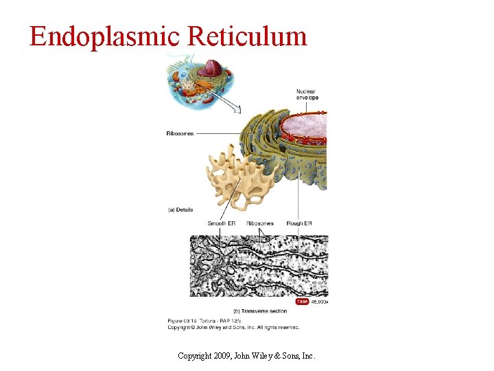 Endoplasmic Reticulum Copyright 2009, John Wiley & Sons, Inc. 