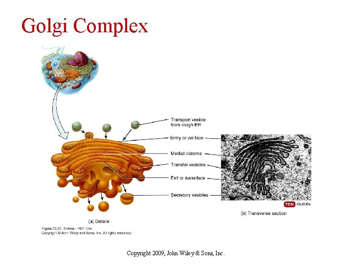Golgi Complex Copyright 2009, John Wiley & Sons, Inc. 