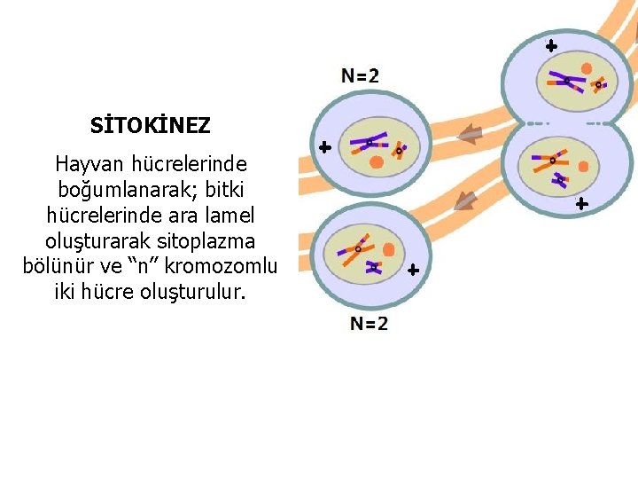 SİTOKİNEZ Hayvan hücrelerinde boğumlanarak; bitki hücrelerinde ara lamel oluşturarak sitoplazma bölünür ve “n” kromozomlu