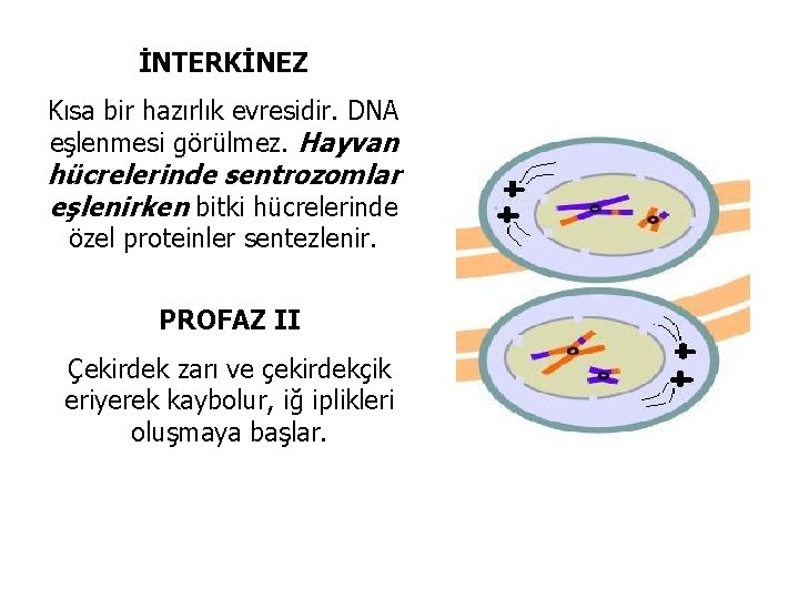 İNTERKİNEZ Kısa bir hazırlık evresidir. DNA eşlenmesi görülmez. Hayvan hücrelerinde sentrozomlar eşlenirken bitki hücrelerinde