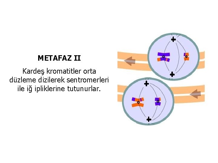 METAFAZ II Kardeş kromatitler orta düzleme dizilerek sentromerleri ile iğ ipliklerine tutunurlar. 