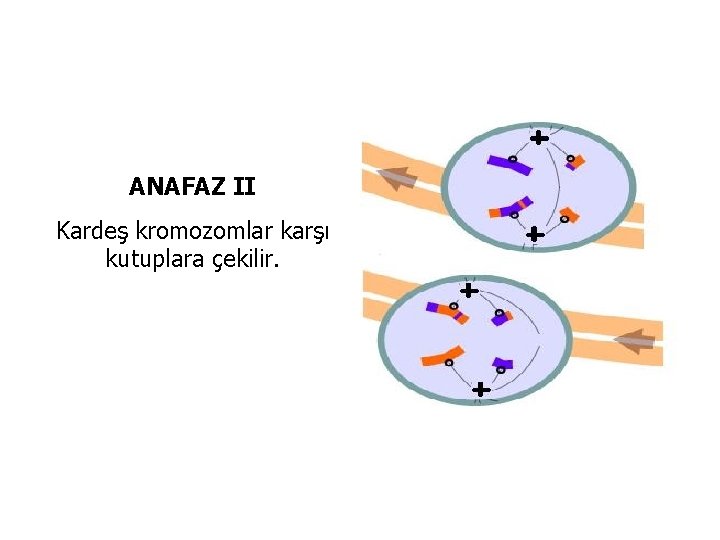 ANAFAZ II Kardeş kromozomlar karşı kutuplara çekilir. 
