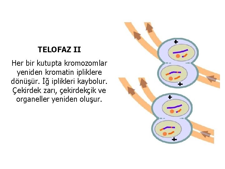 TELOFAZ II Her bir kutupta kromozomlar yeniden kromatin ipliklere dönüşür. İğ iplikleri kaybolur. Çekirdek