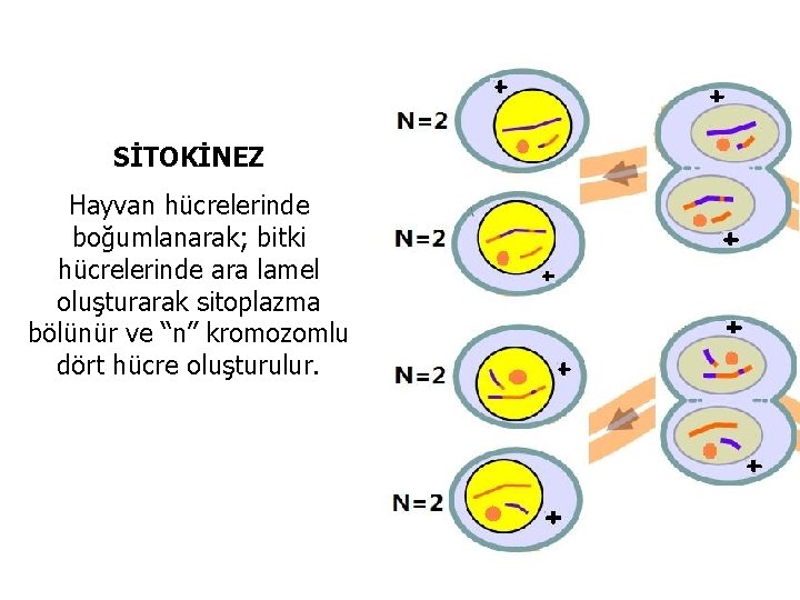 SİTOKİNEZ Hayvan hücrelerinde boğumlanarak; bitki hücrelerinde ara lamel oluşturarak sitoplazma bölünür ve “n” kromozomlu