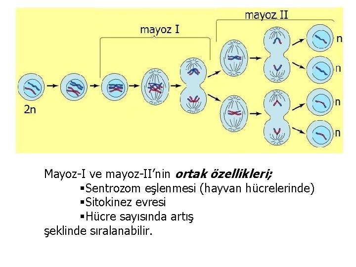 Mayoz-I ve mayoz-II’nin ortak özellikleri; §Sentrozom eşlenmesi (hayvan hücrelerinde) §Sitokinez evresi §Hücre sayısında artış