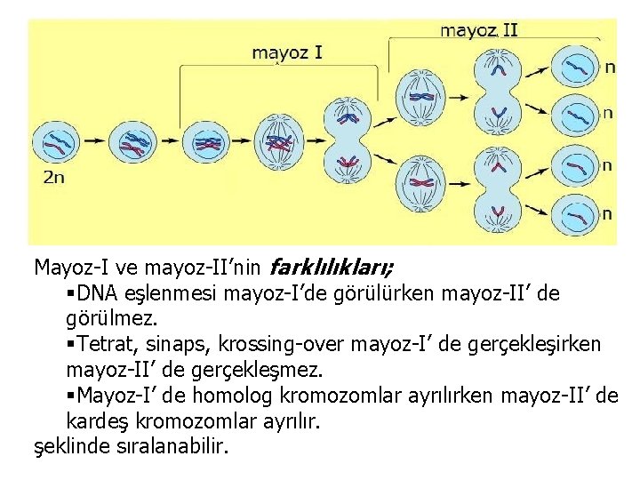 Mayoz-I ve mayoz-II’nin farklılıkları; §DNA eşlenmesi mayoz-I’de görülürken mayoz-II’ de görülmez. §Tetrat, sinaps, krossing-over