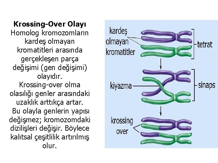 Krossing-Over Olayı Homolog kromozomların kardeş olmayan kromatitleri arasında gerçekleşen parça değişimi (gen değişimi) olayıdır.