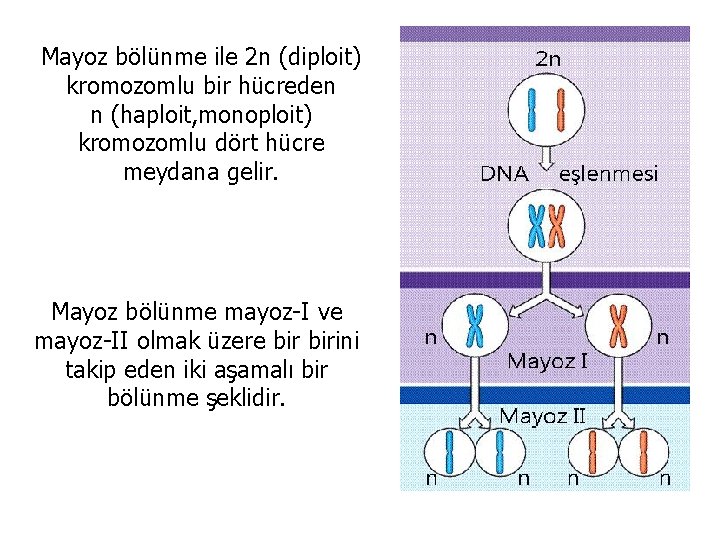 Mayoz bölünme ile 2 n (diploit) kromozomlu bir hücreden n (haploit, monoploit) kromozomlu dört
