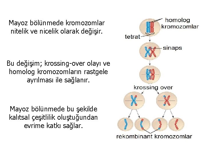 Mayoz bölünmede kromozomlar nitelik ve nicelik olarak değişir. Bu değişim; krossing-over olayı ve homolog
