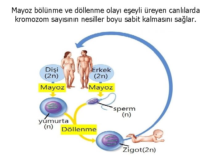 Mayoz bölünme ve döllenme olayı eşeyli üreyen canlılarda kromozom sayısının nesiller boyu sabit kalmasını