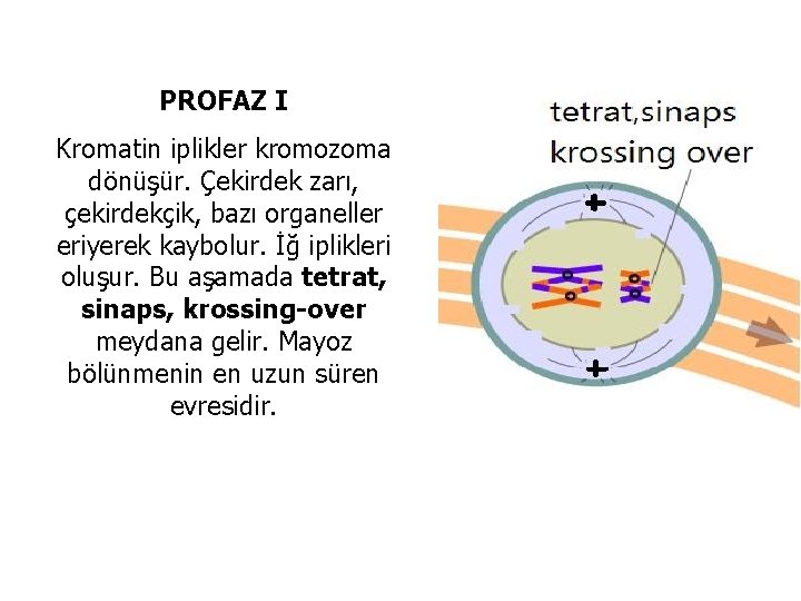 PROFAZ I Kromatin iplikler kromozoma dönüşür. Çekirdek zarı, çekirdekçik, bazı organeller eriyerek kaybolur. İğ