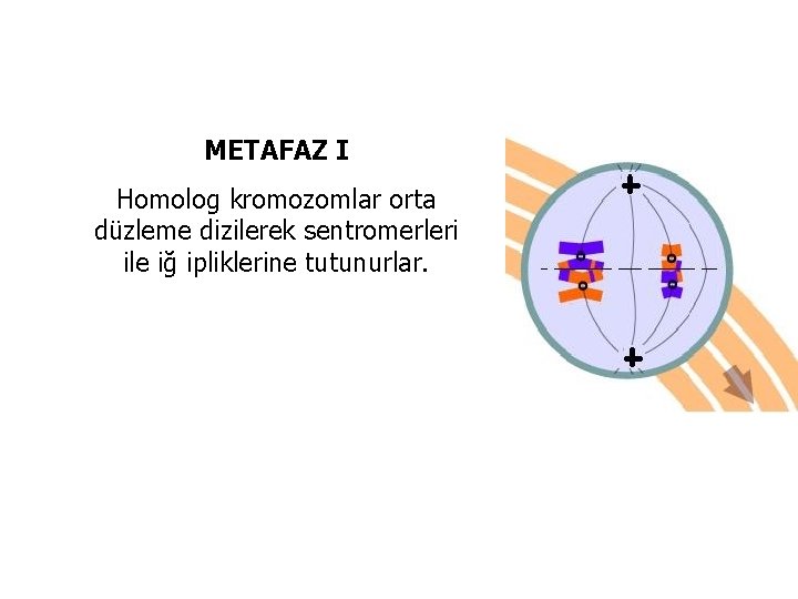 METAFAZ I Homolog kromozomlar orta düzleme dizilerek sentromerleri ile iğ ipliklerine tutunurlar. 