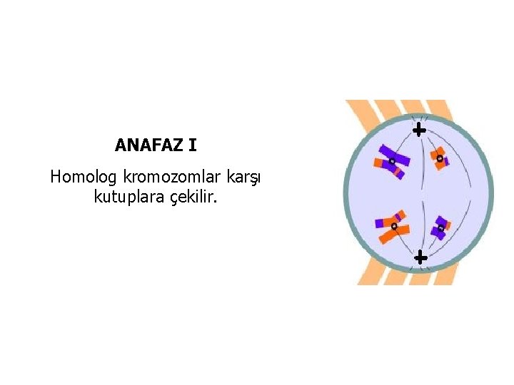 ANAFAZ I Homolog kromozomlar karşı kutuplara çekilir. 