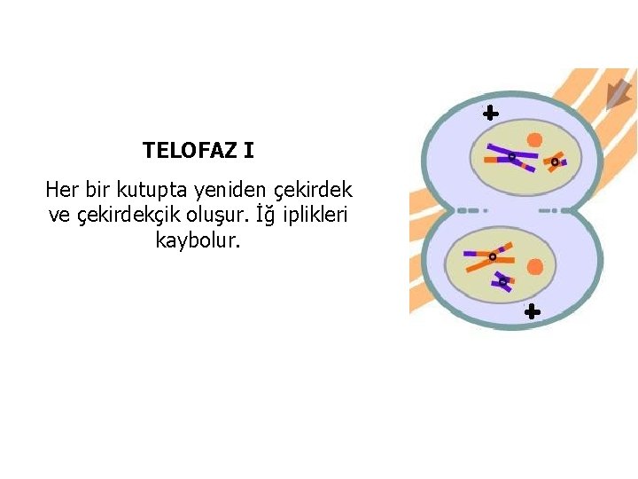 TELOFAZ I Her bir kutupta yeniden çekirdek ve çekirdekçik oluşur. İğ iplikleri kaybolur. 