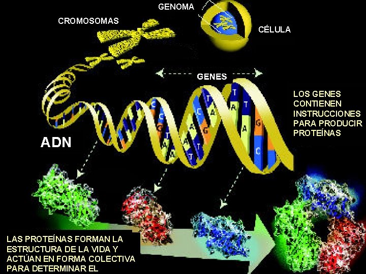 GENOMA CROMOSOMAS ADN LAS PROTEÍNAS FORMAN LA ESTRUCTURA DE LA VIDA Y ACTÚAN EN