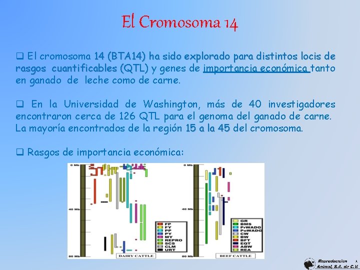 El Cromosoma 14 q El cromosoma 14 (BTA 14) ha sido explorado para distintos