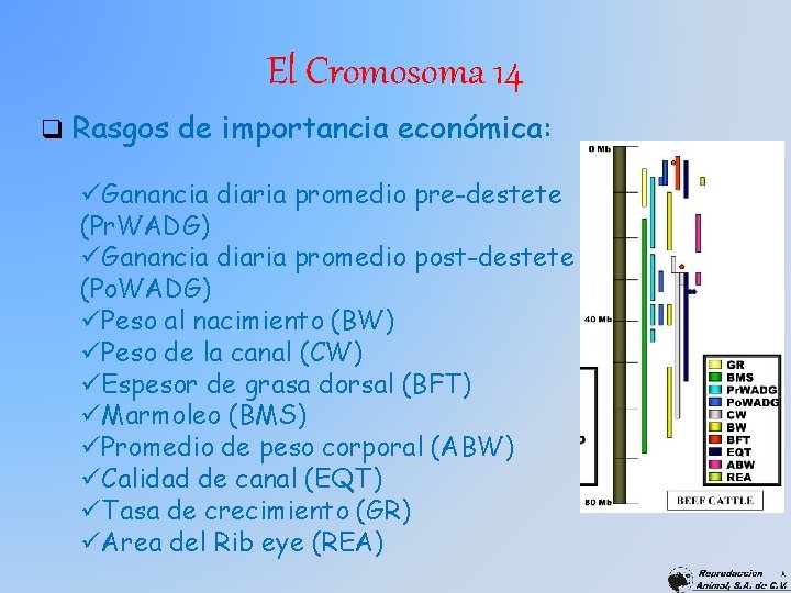 El Cromosoma 14 q Rasgos de importancia económica: üGanancia diaria promedio pre-destete (Pr. WADG)
