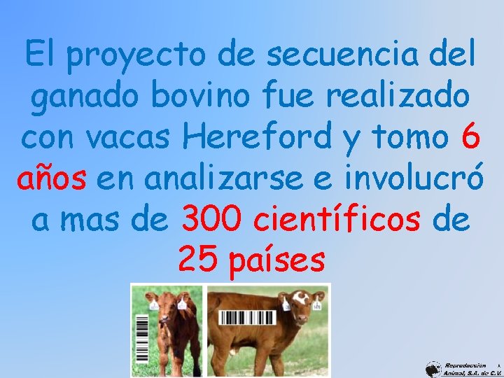 El proyecto de secuencia del ganado bovino fue realizado con vacas Hereford y tomo