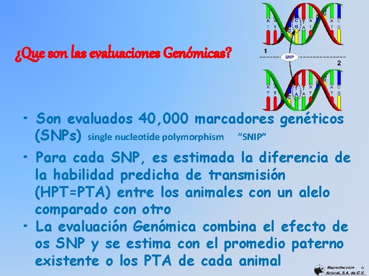 ¿Que son las evaluaciones Genómicas? • Son evaluados 40, 000 marcadores genéticos (SNPs) single
